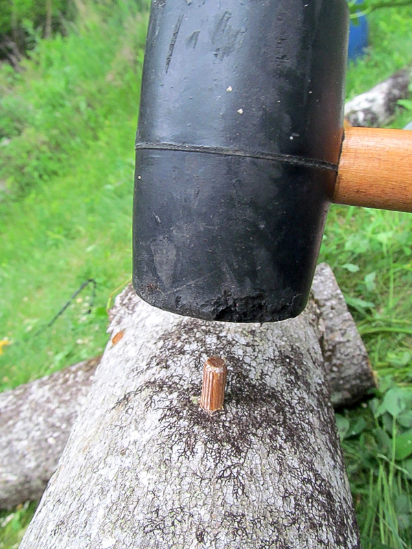 Inoculating shiitake mushrooms on log