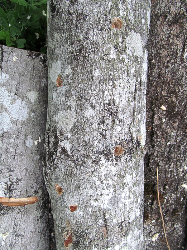Holes drilled for shiitake mushroom plugs
