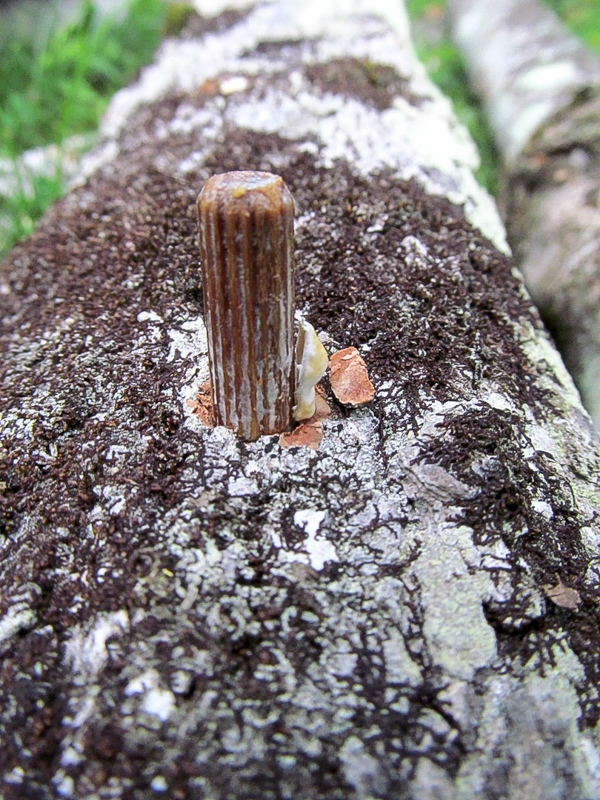 shiitake mushroom inoculation