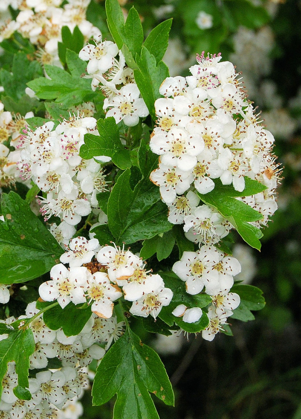 Medicinal Hawthorn Flowers