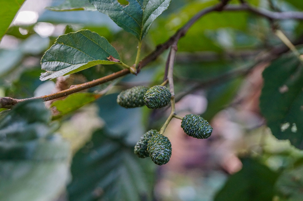Medicinal Trees Alder