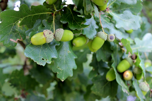 Medicinal Oak Tree