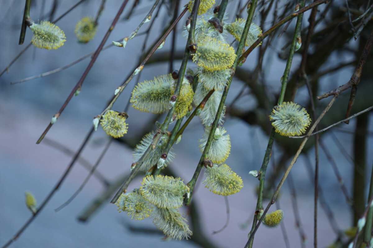 Edible Pussy Willow