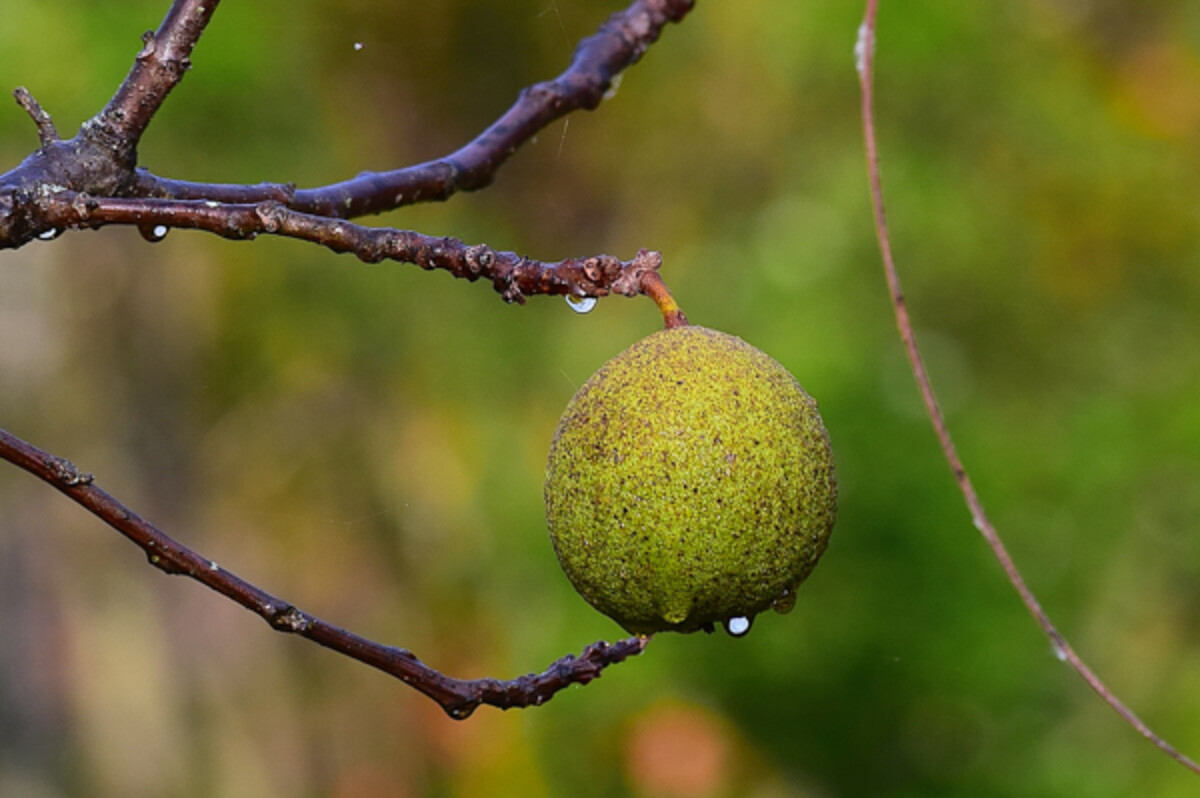 Black Walnut Medicinal Uses