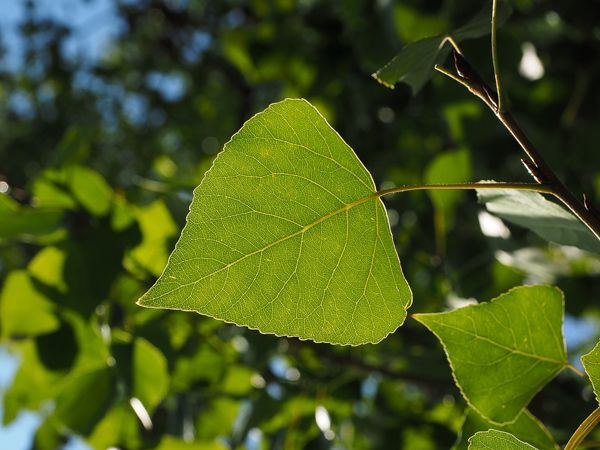 Poplar Leaf