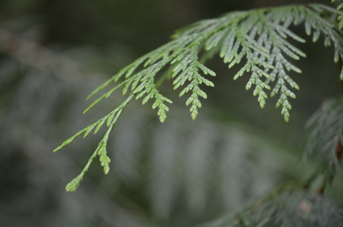 Cedar leaves