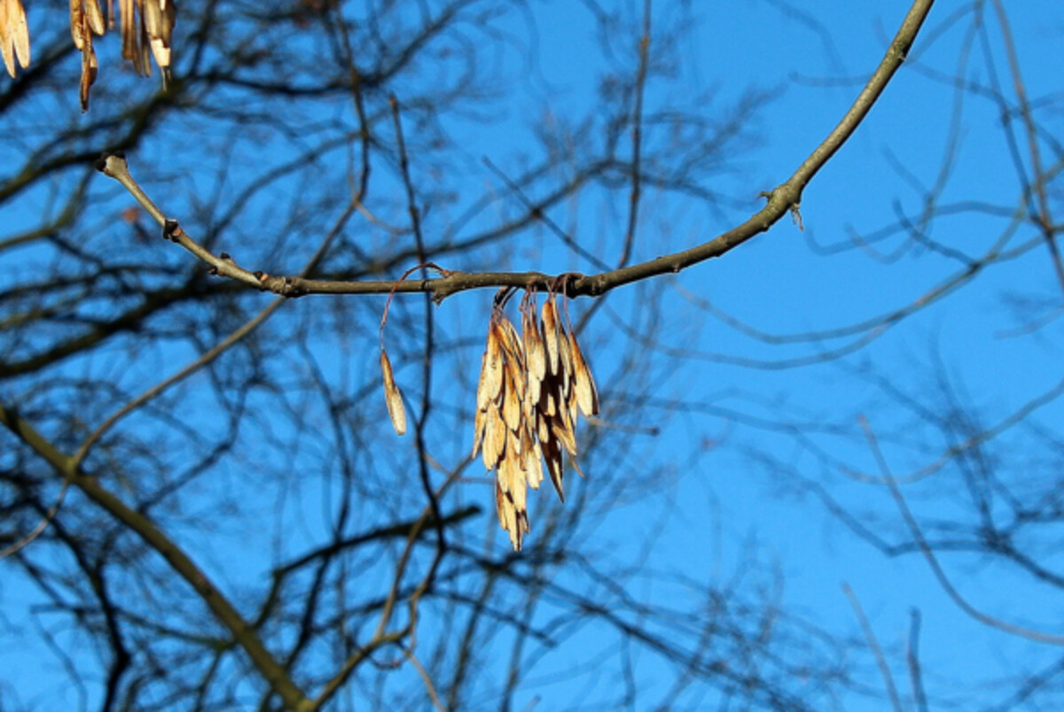 Ash tree seeds