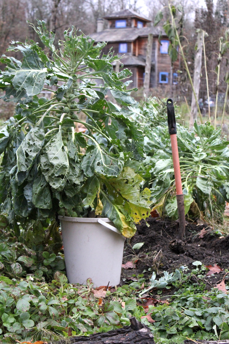 Overwintering Brussel Sprout Plants Indoors - Root cellaring brussel sprout plants