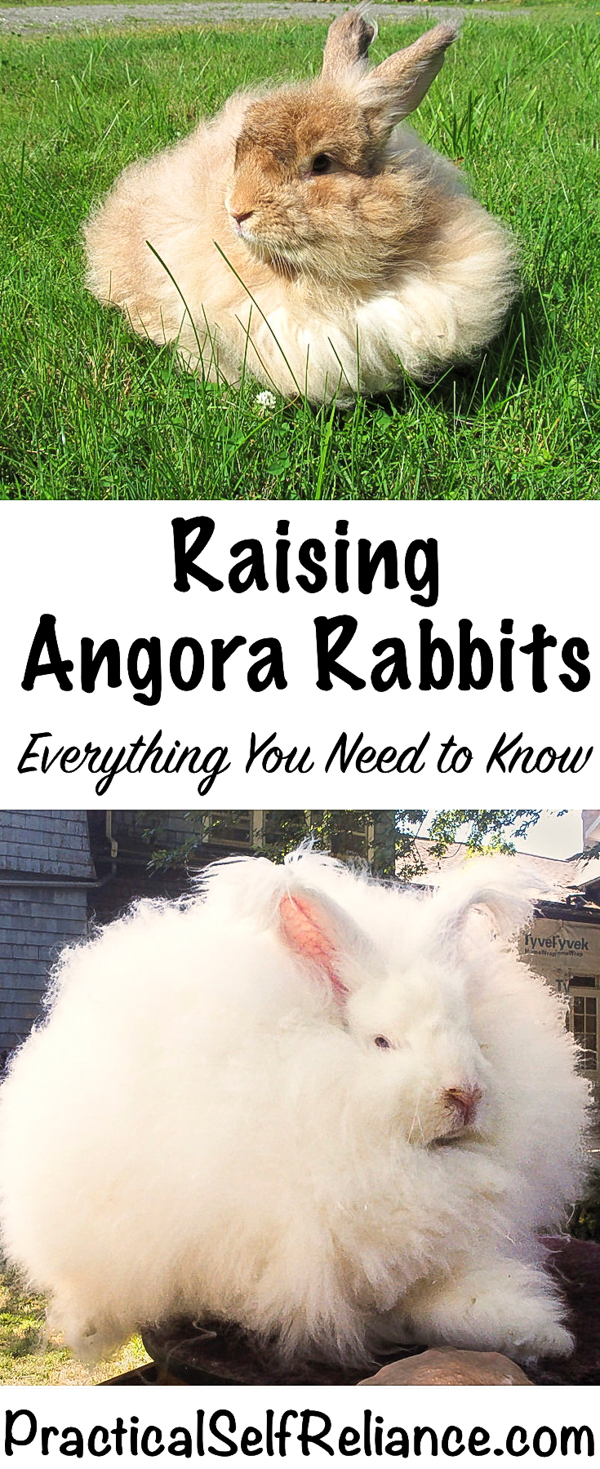 Raising Angora Rabbits for Fun and Fiber #rabbits #angorarabbits #fiberrabbits #livestock #homesteading #selfsufficiency