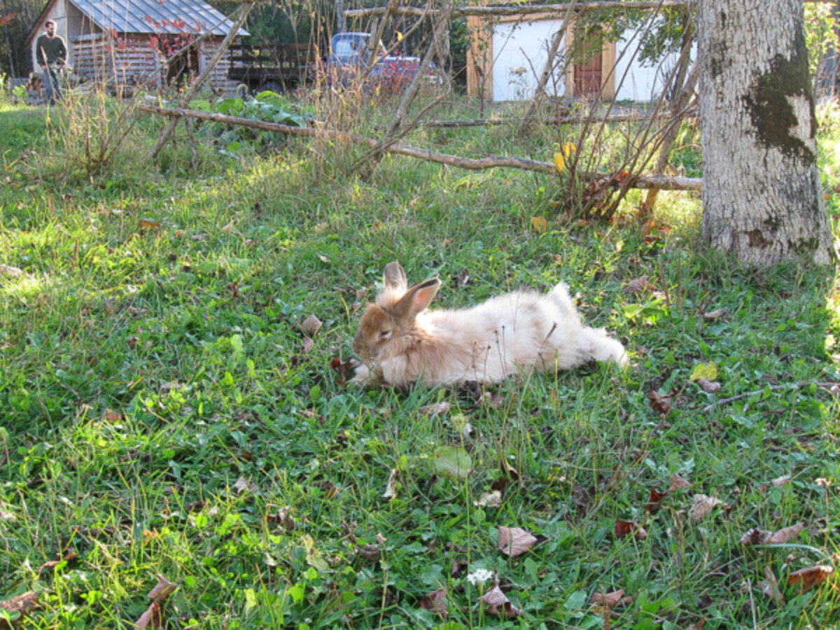 Free Range Angora Rabbit