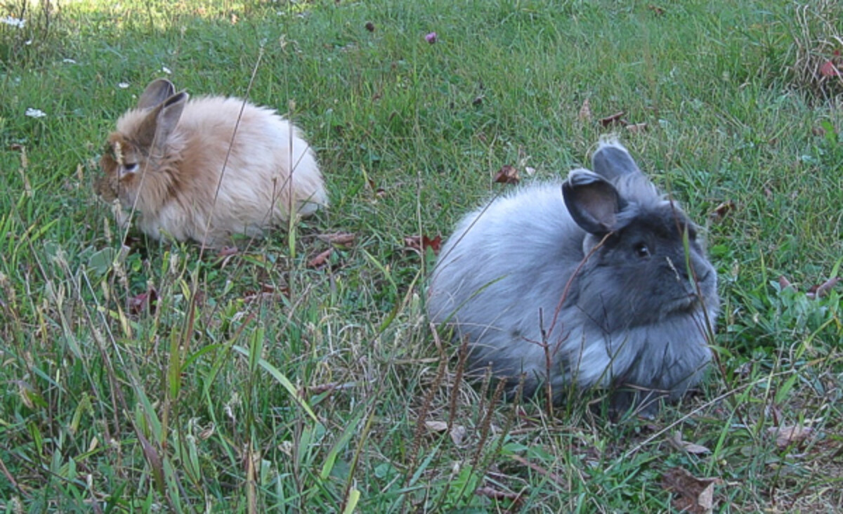 Angora Rabbits on Lawn
