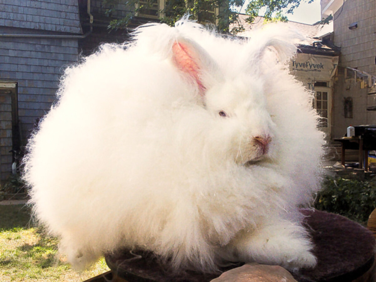 Giant Angora Rabbit Buck