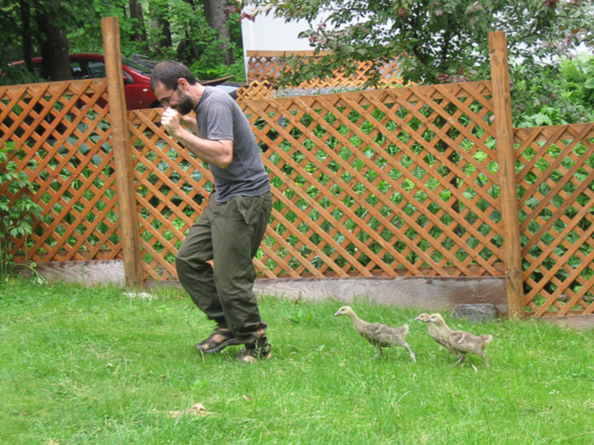 Goslings following man