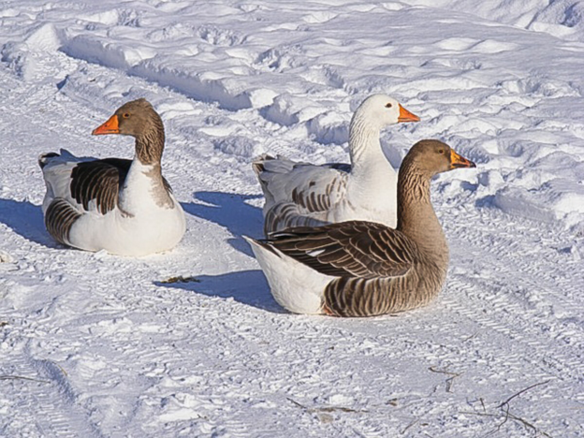 Cold Hardy Geese