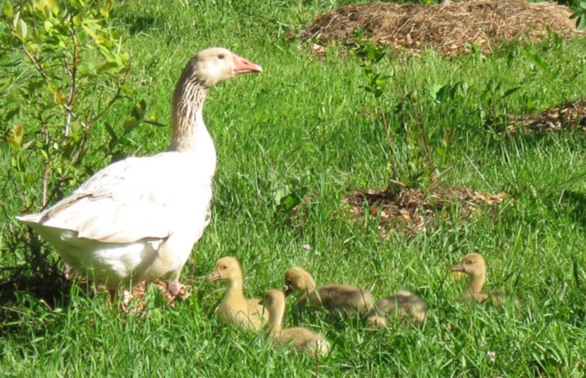 Mother goose with goslings