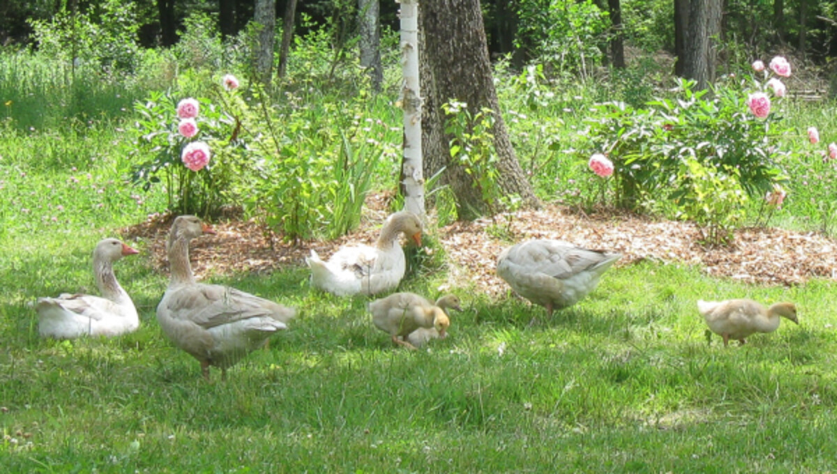 Goose family free ranging on our homestead in Vermont.
