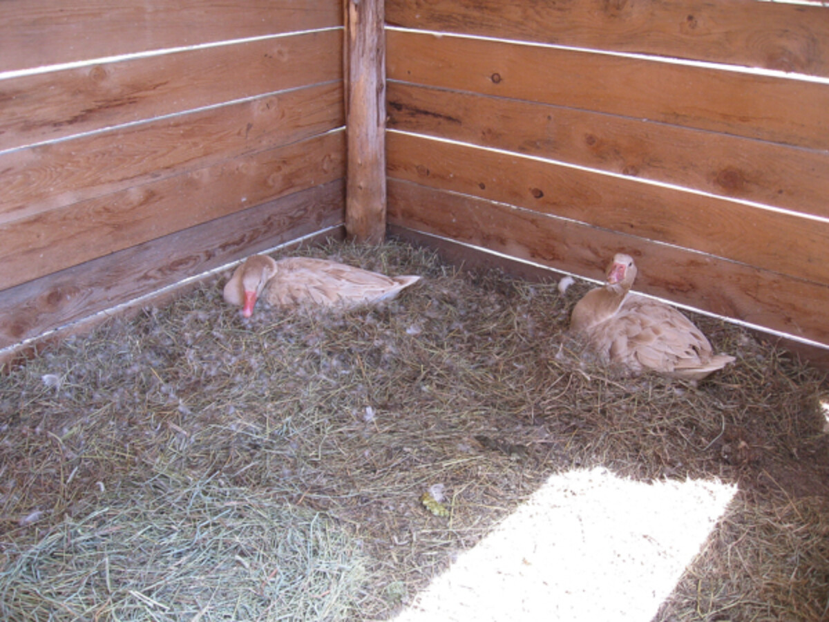 geese nesting in barn