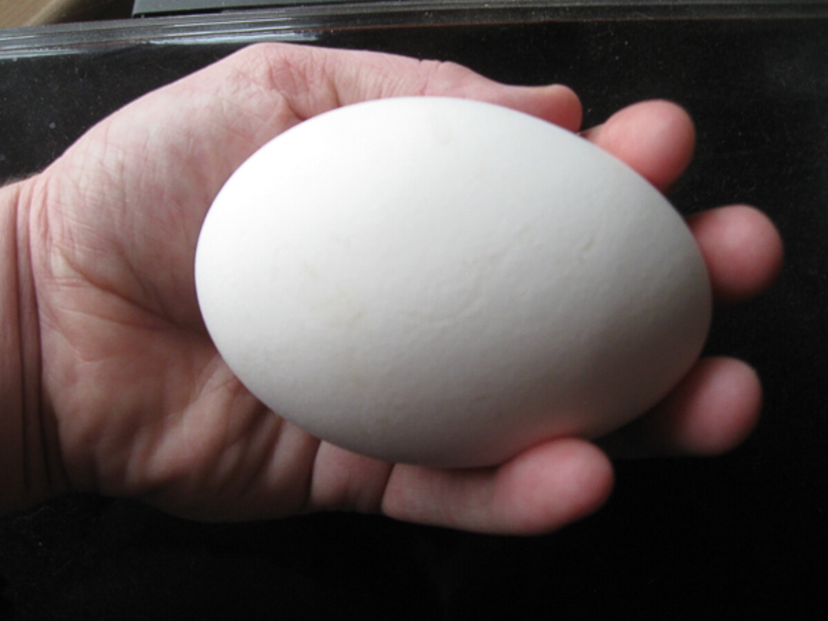 half pound goose egg