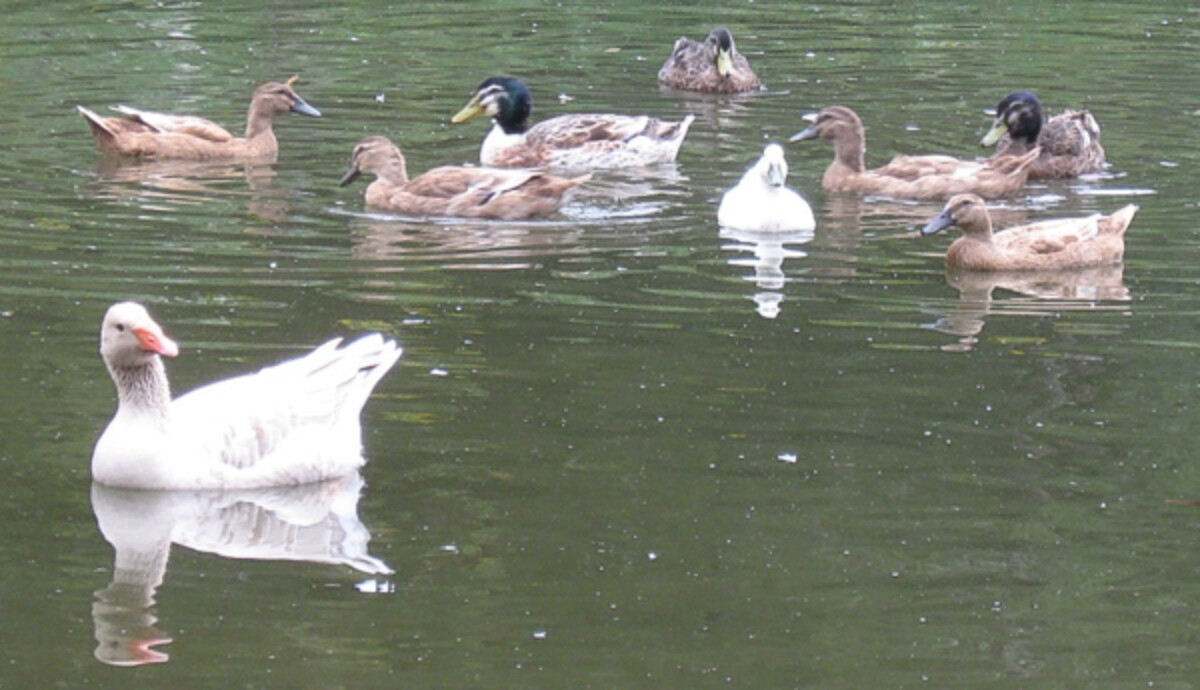 geese and ducks on pond