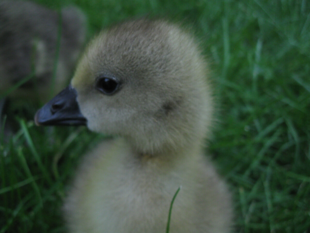 gosling
