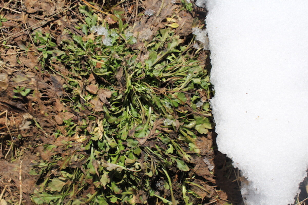 Shasta Daisy still growing as the snow melts back