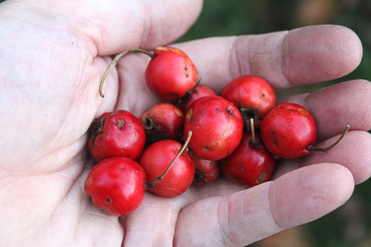Hawthorn Fruits