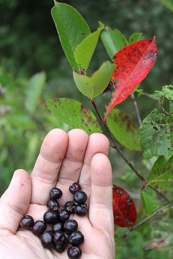 Foraging Black Chokeberry Vertical