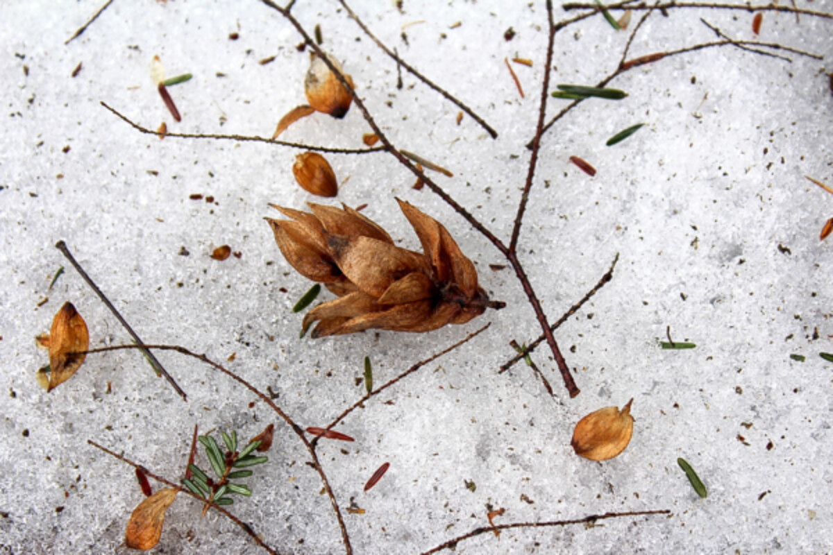 foraging hop hornbeam in winter