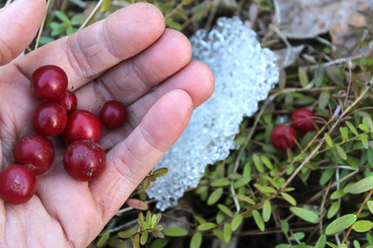 Winter foraging cranberries