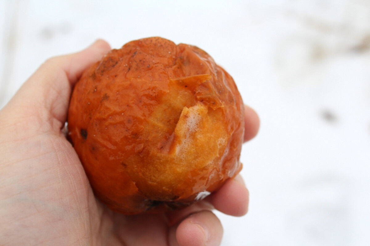 foraging ghost apples in winter