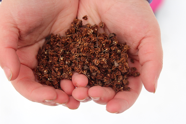 Yellow dock seed
