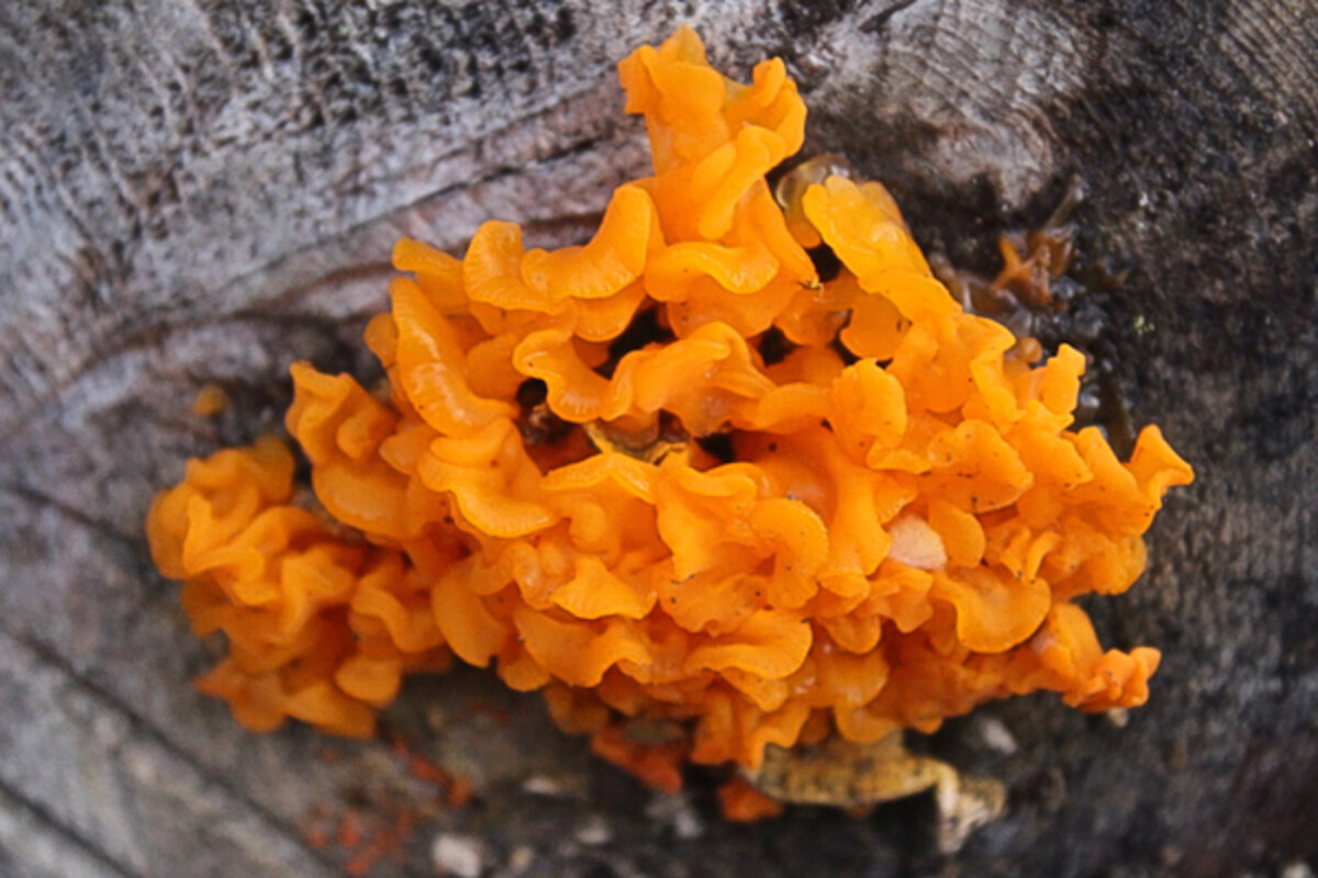 large witches butter mushroom on cut hemlock log ((Dacrymyces palmatus)
