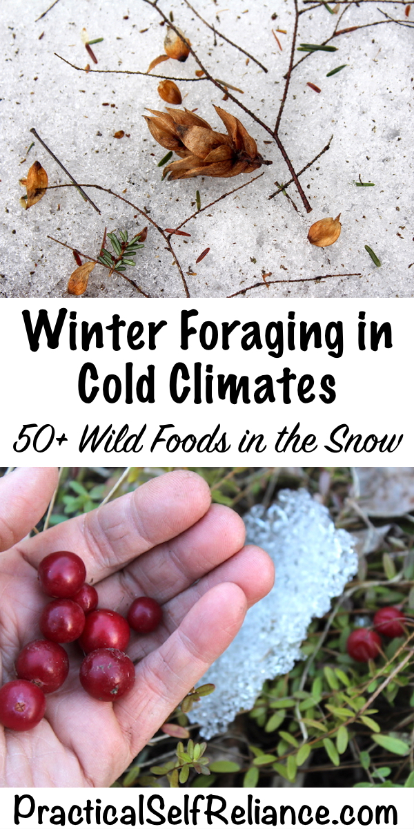 Winter foraging in cold climates ~ 50+ wild foods in the snow #foraging #winter #wildfood #wildcrafting #survival #selfsufficiency #shtf #preparedness