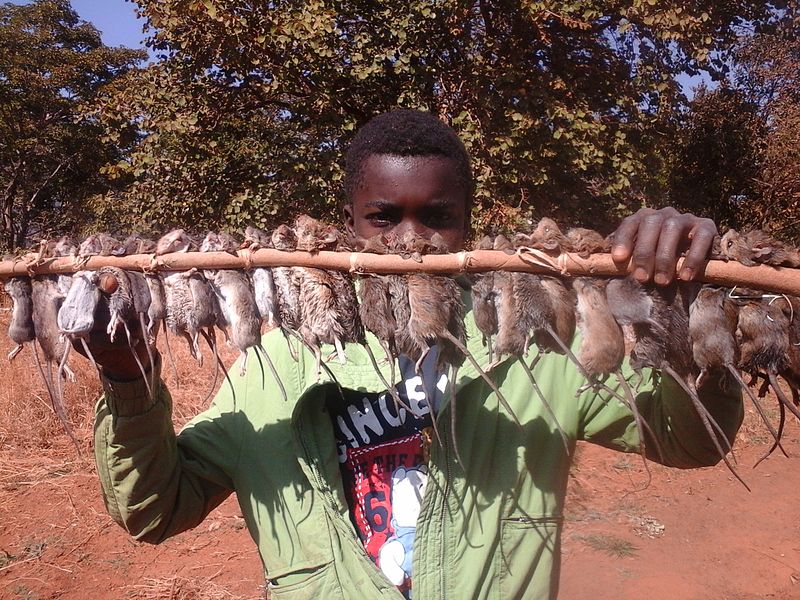 Zambian boy selling mice as food