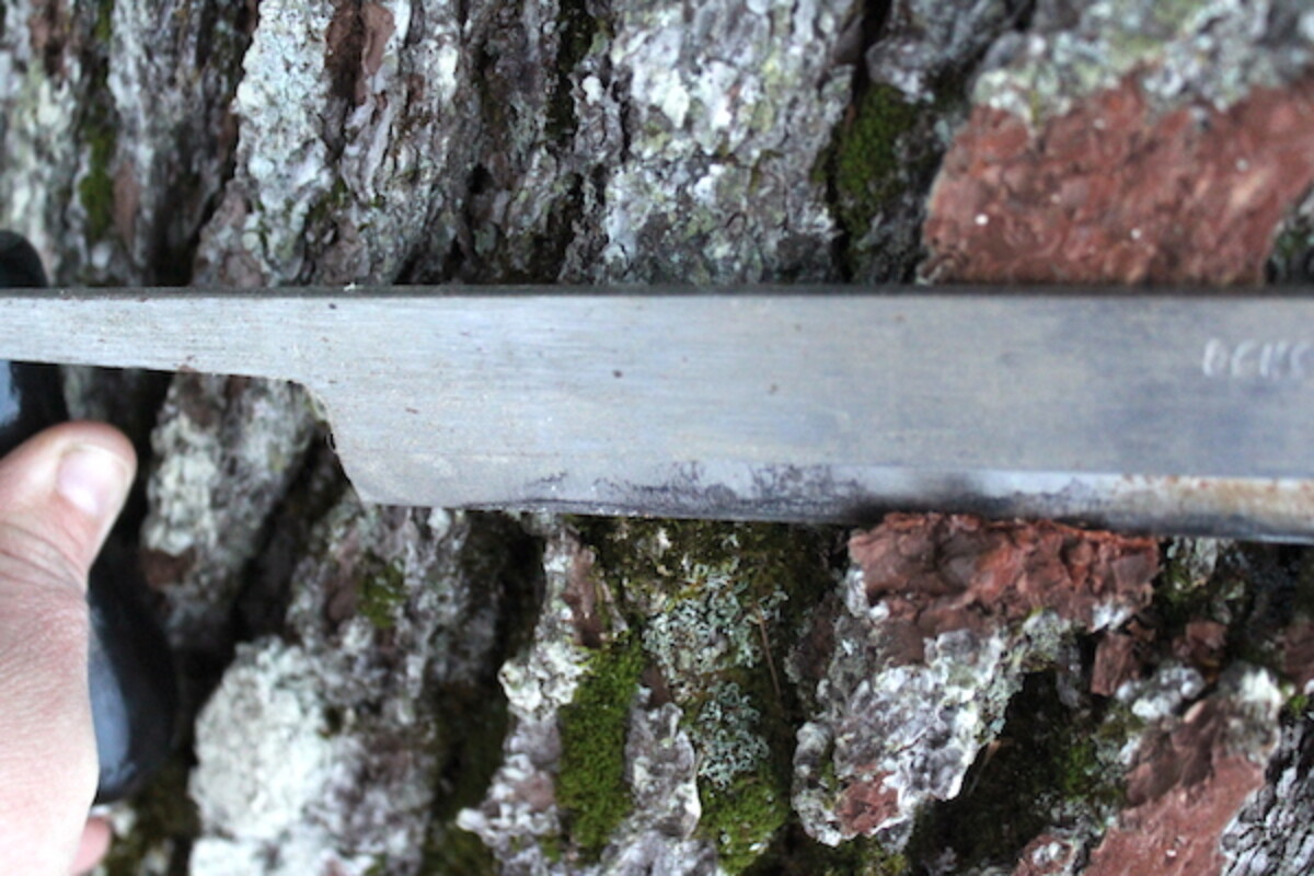 Harvesting Pine Bark for Bark Bread