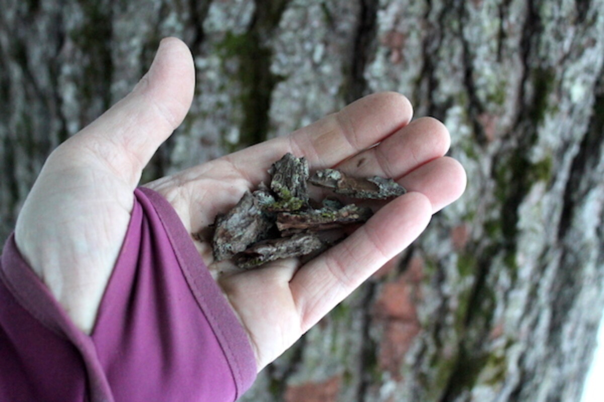 Harvesting edible Pine Bark for flour