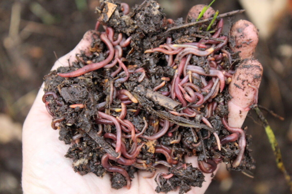Healthy Worm Compost