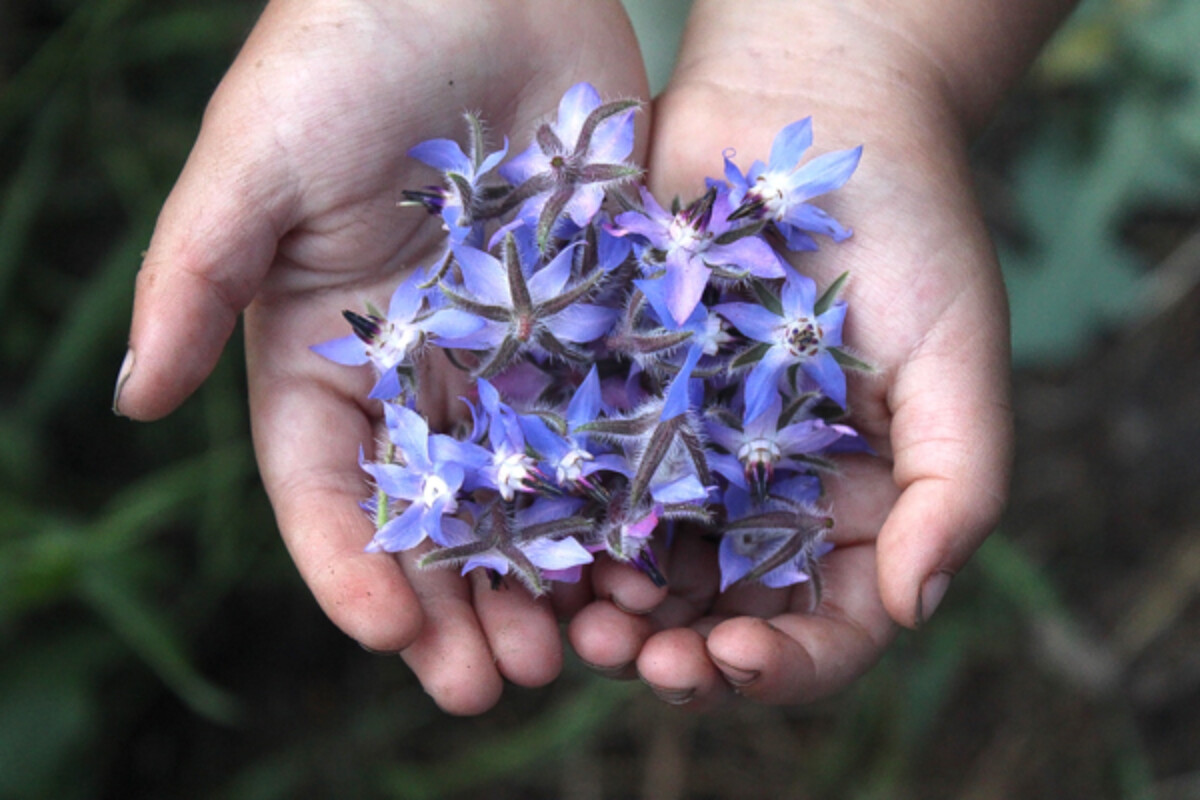 Borage flowers in hands