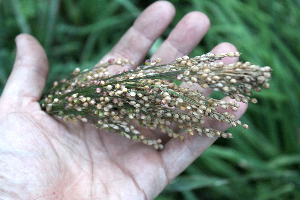 Homegrown Millet ~ How to Grow Millet at Home