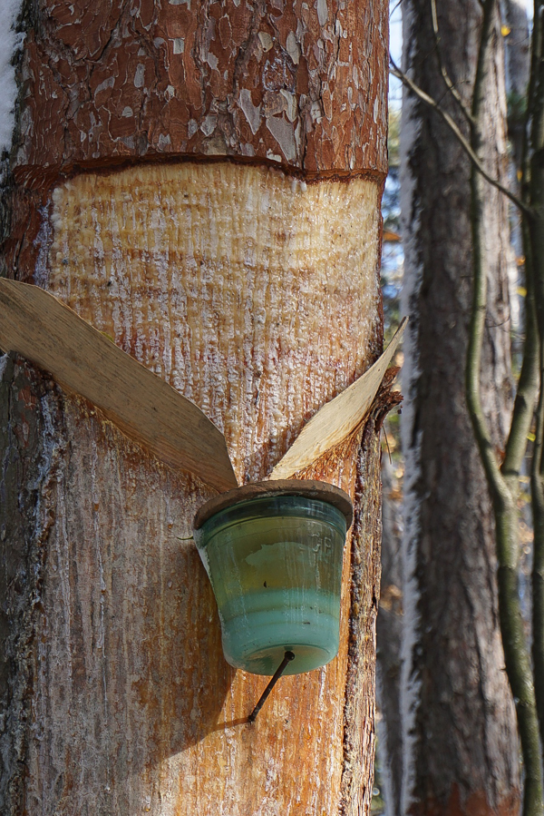 Medicinal Pine Resin