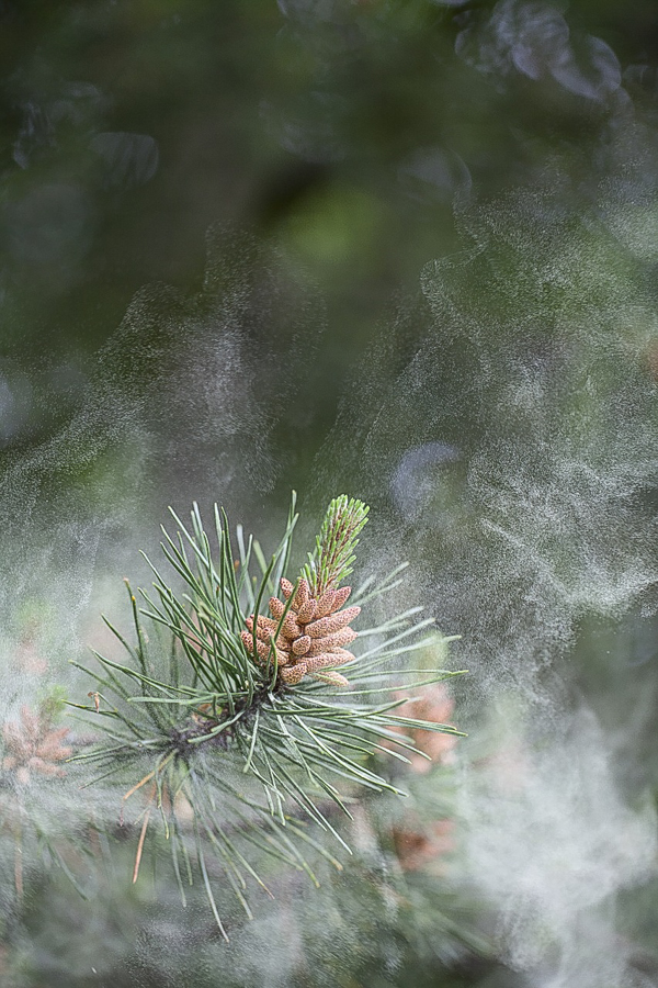 Pine Pollen