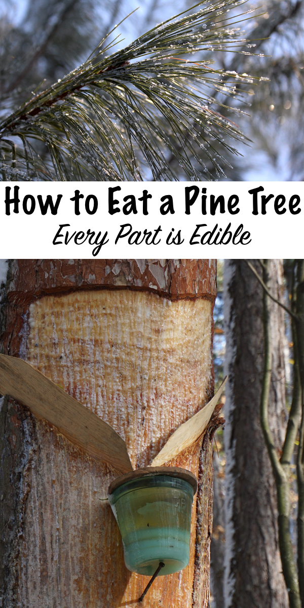 How to Eat a Pine Tree ~ Every Part is Edible #forage #foraging #wildcrafting #pine 