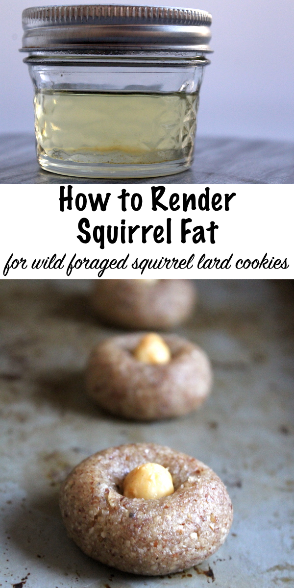 How to Render Squirrel Fat for Cookies ~ Wild Foraged Hazelnut flour Cookies with squirrel fat, quail eggs and maple syrup #squirrel #recipe #howtocook #wildgame #hunting #survivalist #prepper #homesteading