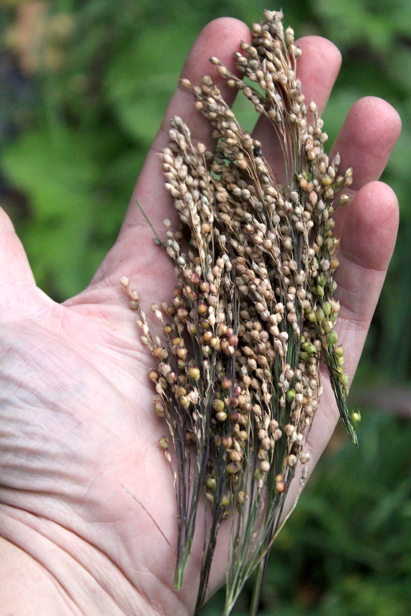 A handful of wild millet grains