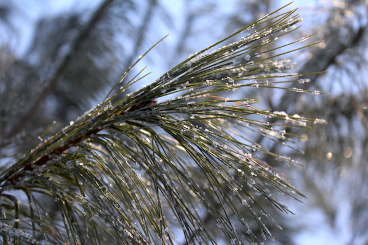 Pine Needles are edible and medicinal