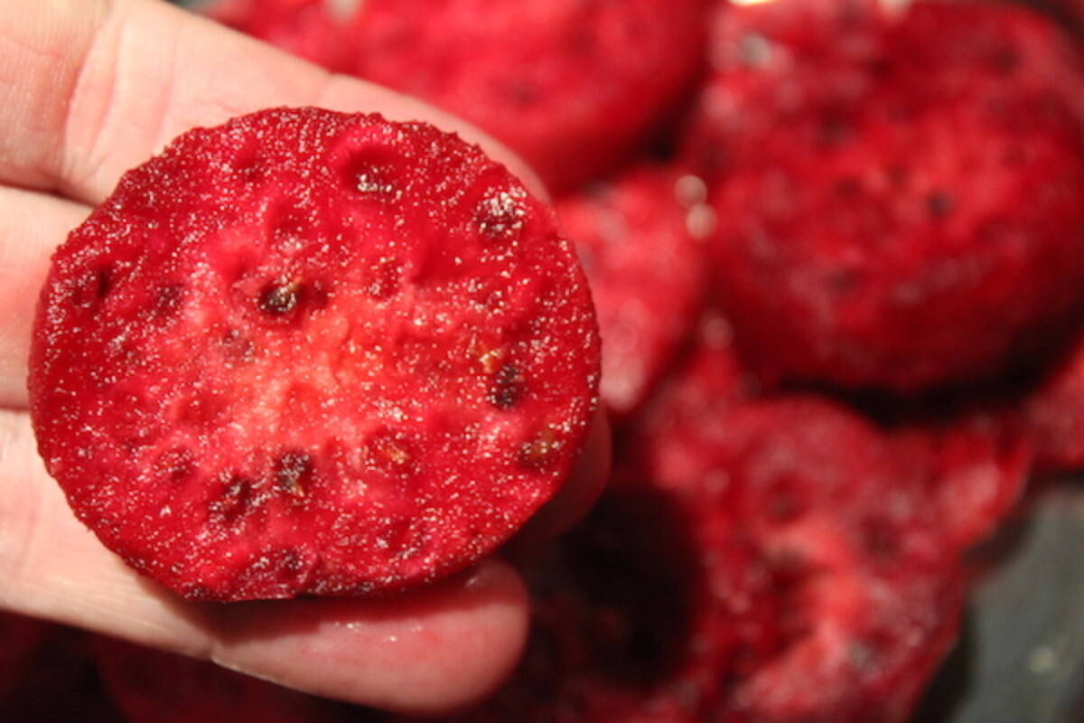 Prickly Pear fruit inside Cross Section