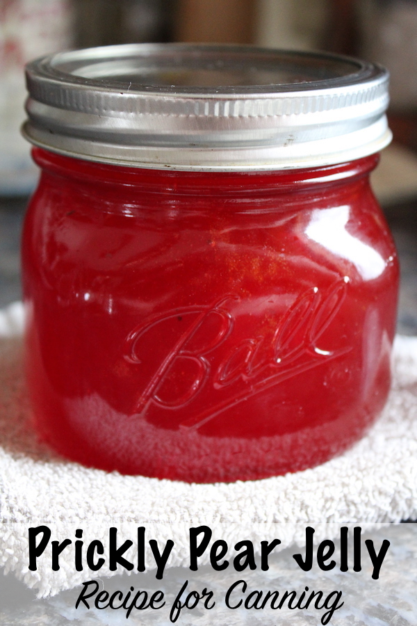 Prickly Pear Jelly Recipe for Canning ~ Prickly Pear Cactus Fruit Jelly #pricklypear #recipes #uses #foraging #wildedibles #canning #foodpreservation #preparedness #jellyrecipes