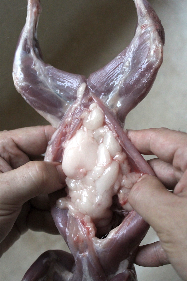 Squirrel Visceral Fat