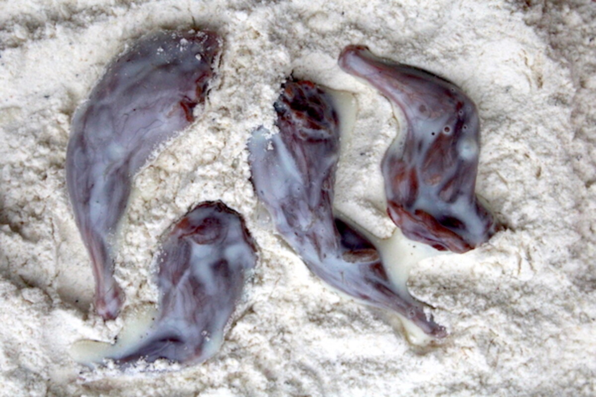 Squirrel legs for fried squirrel