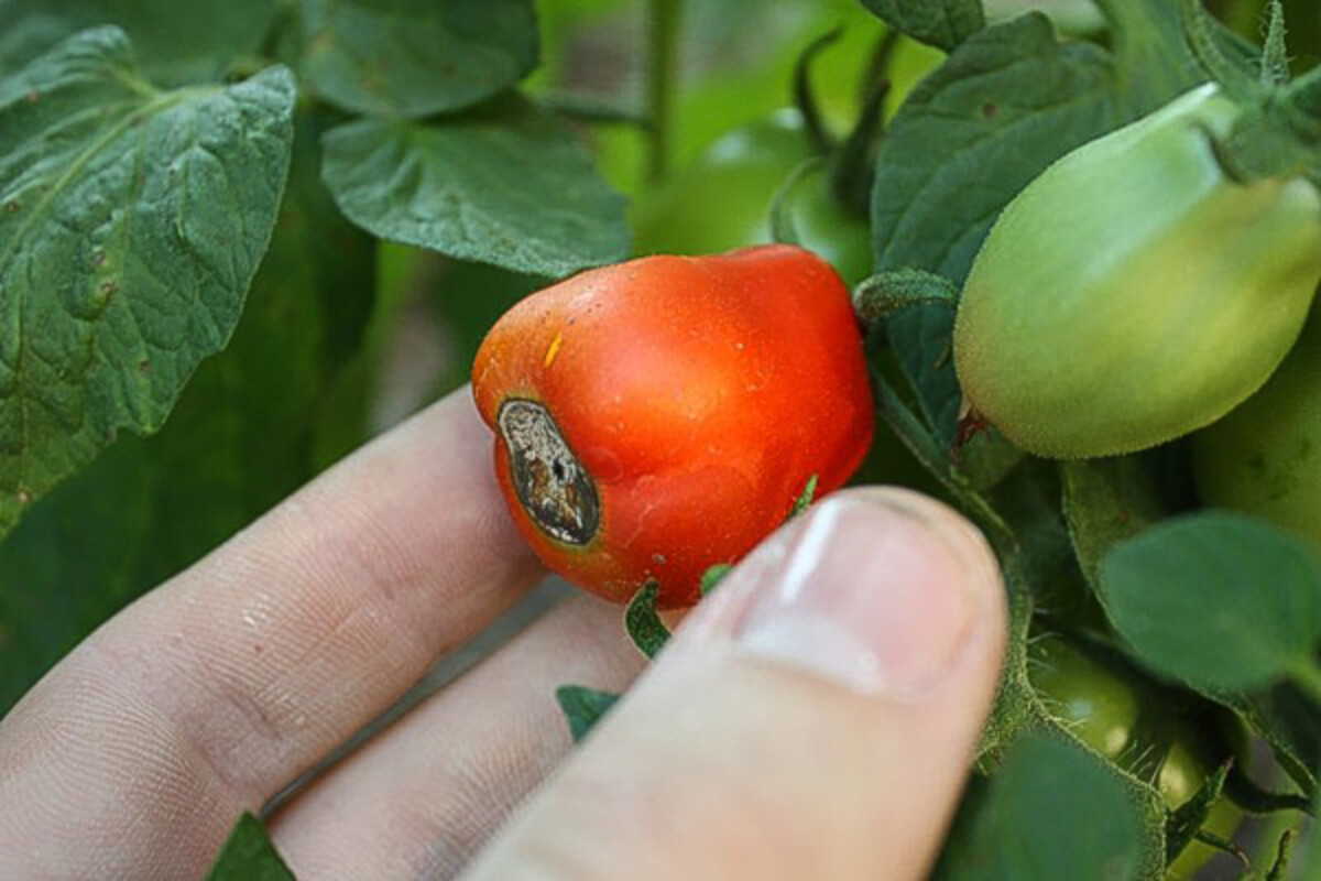 A tomato with blossom end rot from calcium deficiency